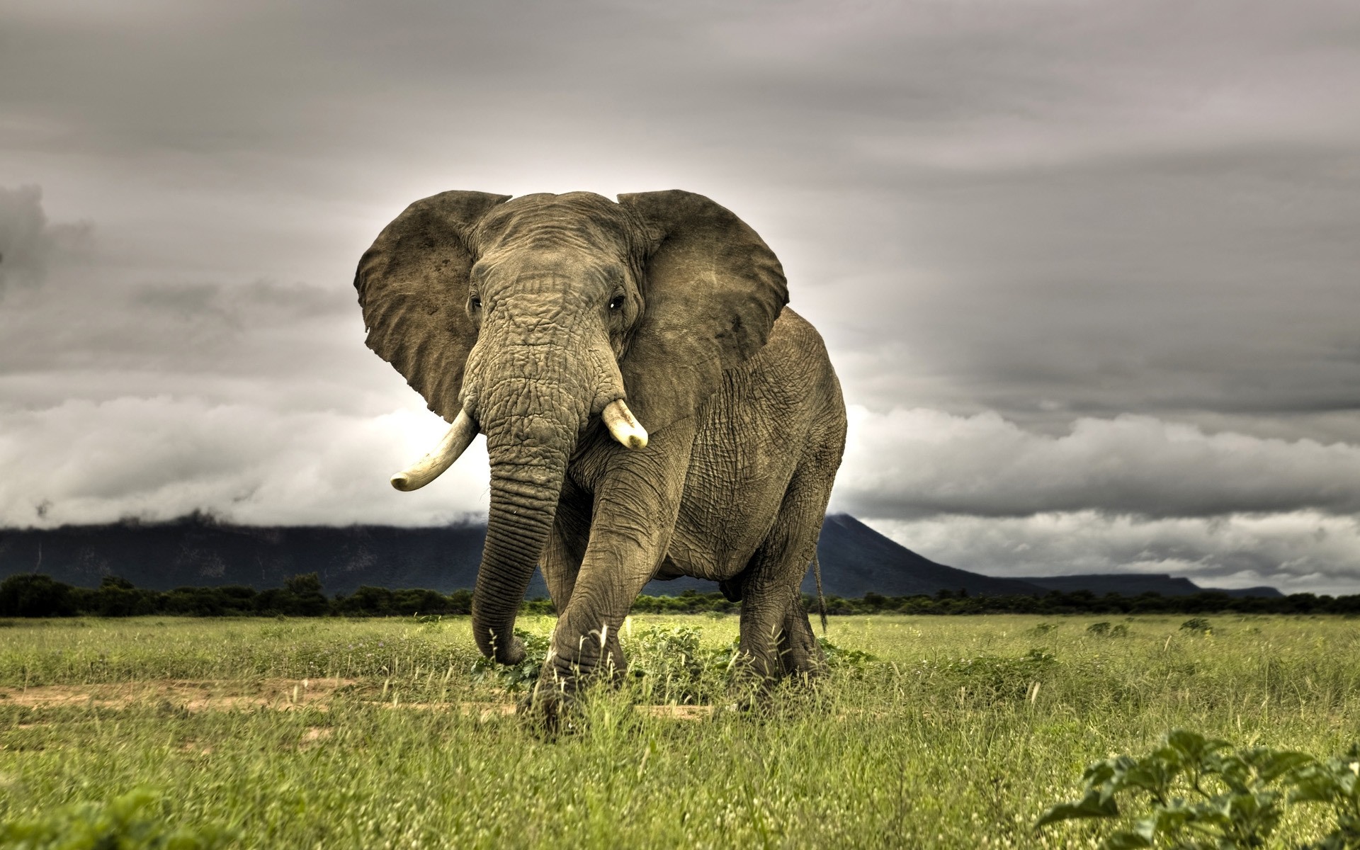 animais elefante vida selvagem mamífero animal natureza grama safari selvagem elefante africano pastagem ao ar livre