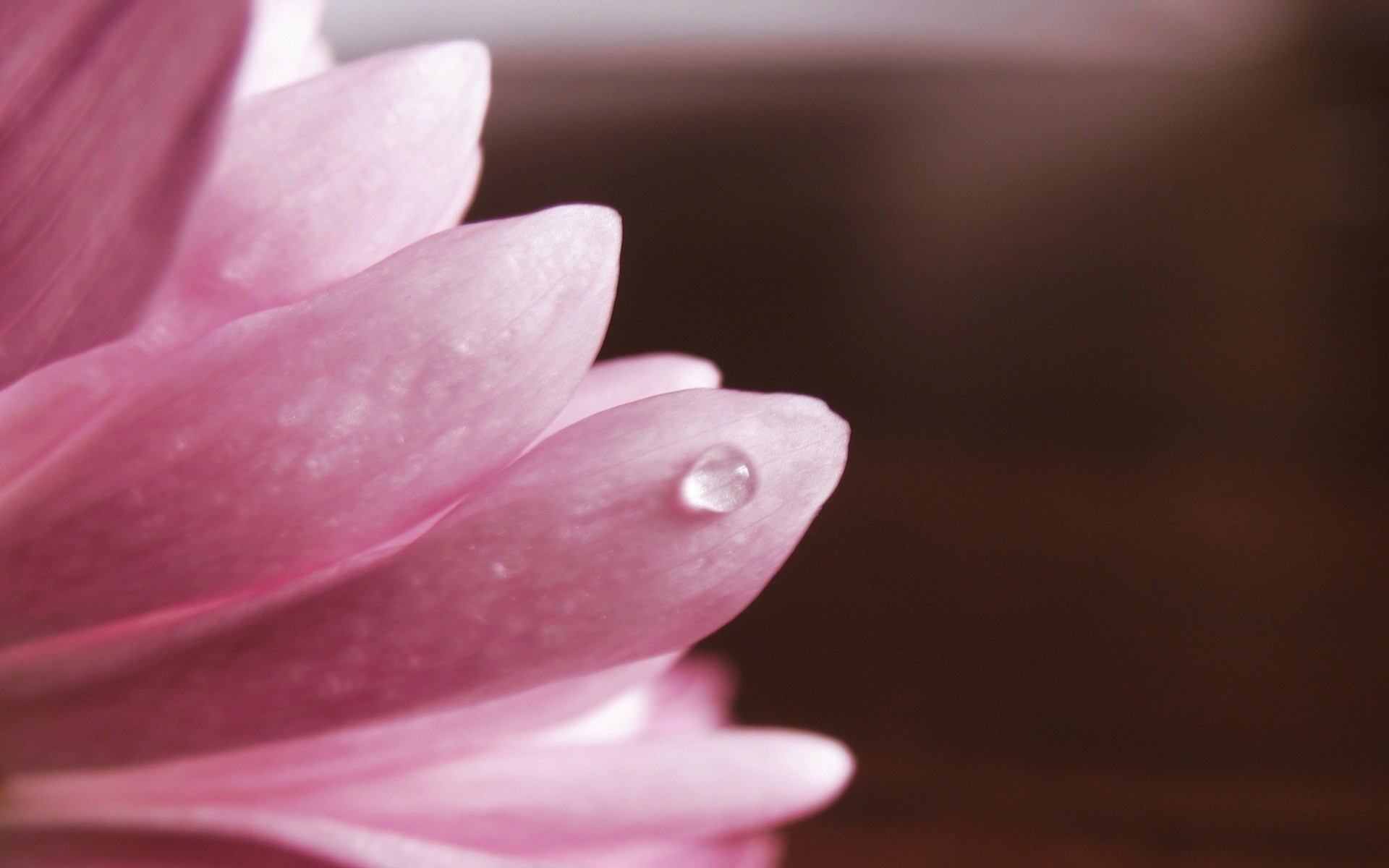 flowers flower nature flora love tulip leaf dof beautiful delicate bright summer petal dew garden drop water