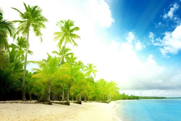 Forêt tropicale sur l océan