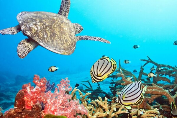 Tartaruga e la sua vita sul fondo dell oceano