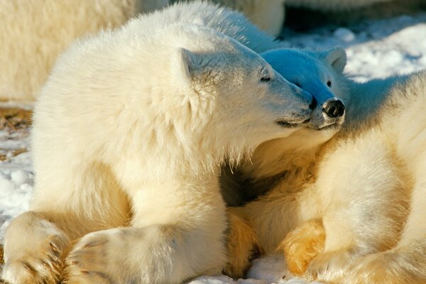 Wildlife animals in the cold