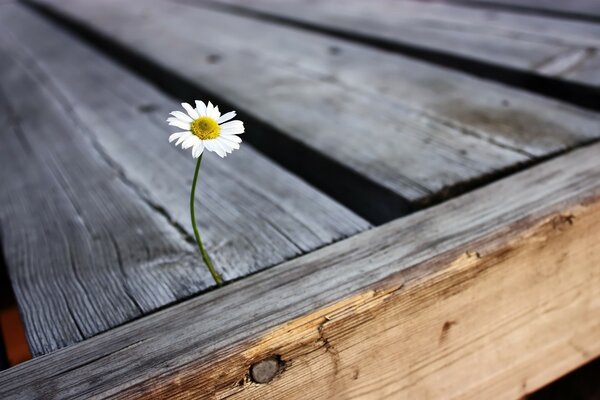 A beautiful daisy has sprouted on the wooden floor