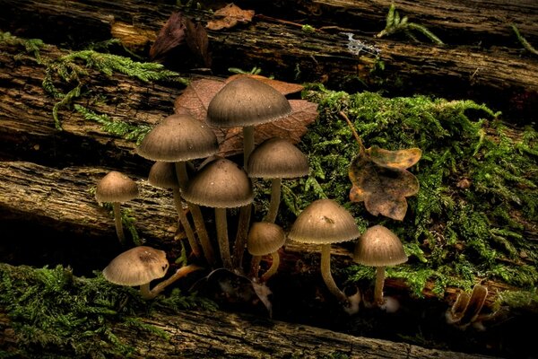 Growing mushrooms on a lying tree covered with moss