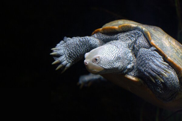 Tortue sous-marine dans la nature