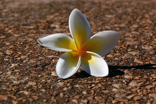 Macro fotografía exótica flor blanca