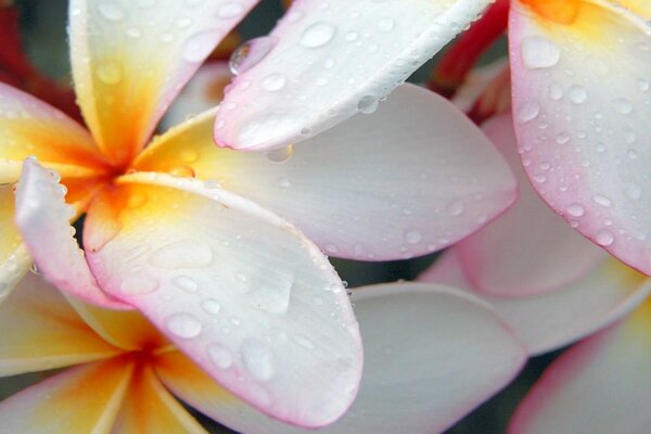 Delicati fiori di frangipani. Indescrivibile tenerezza del colore