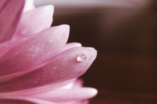 Pink flower and dewdrop