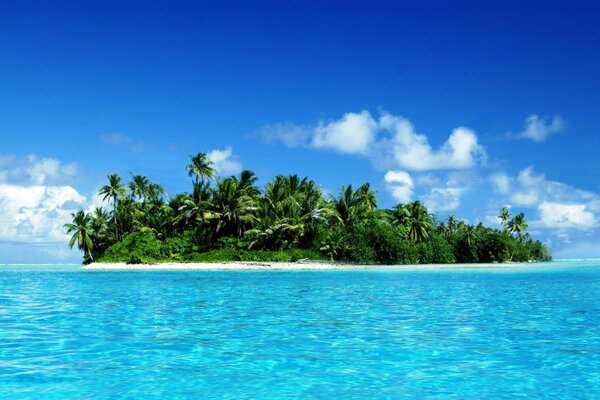 Isola solitaria con una palma in mezzo all oceano