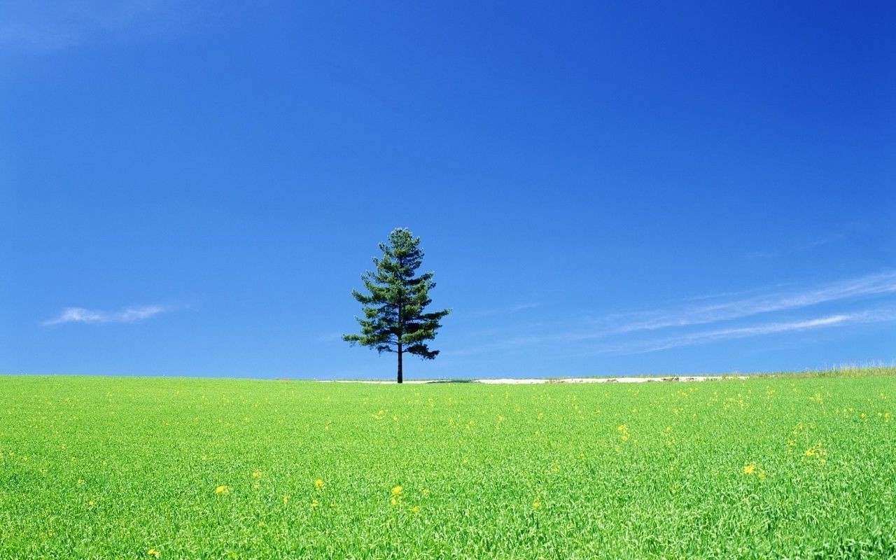 summer grass rural nature growth field landscape sun fair weather outdoors countryside sky hayfield pasture idyllic soil bright lush