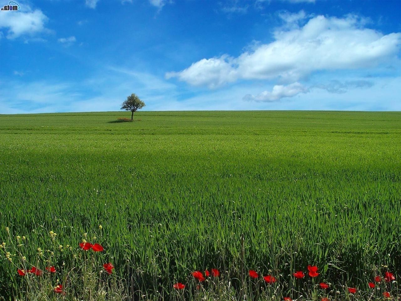 summer rural field countryside farm agriculture pasture hayfield nature grass landscape fair weather growth wheat outdoors idyllic sun farmland horizon