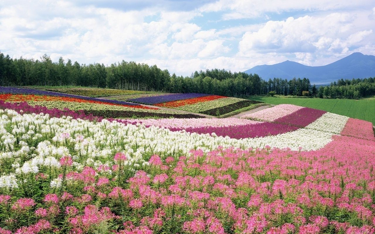 estate fiore paesaggio campo all aperto natura agricoltura fieno flora rurale colore erba fioritura