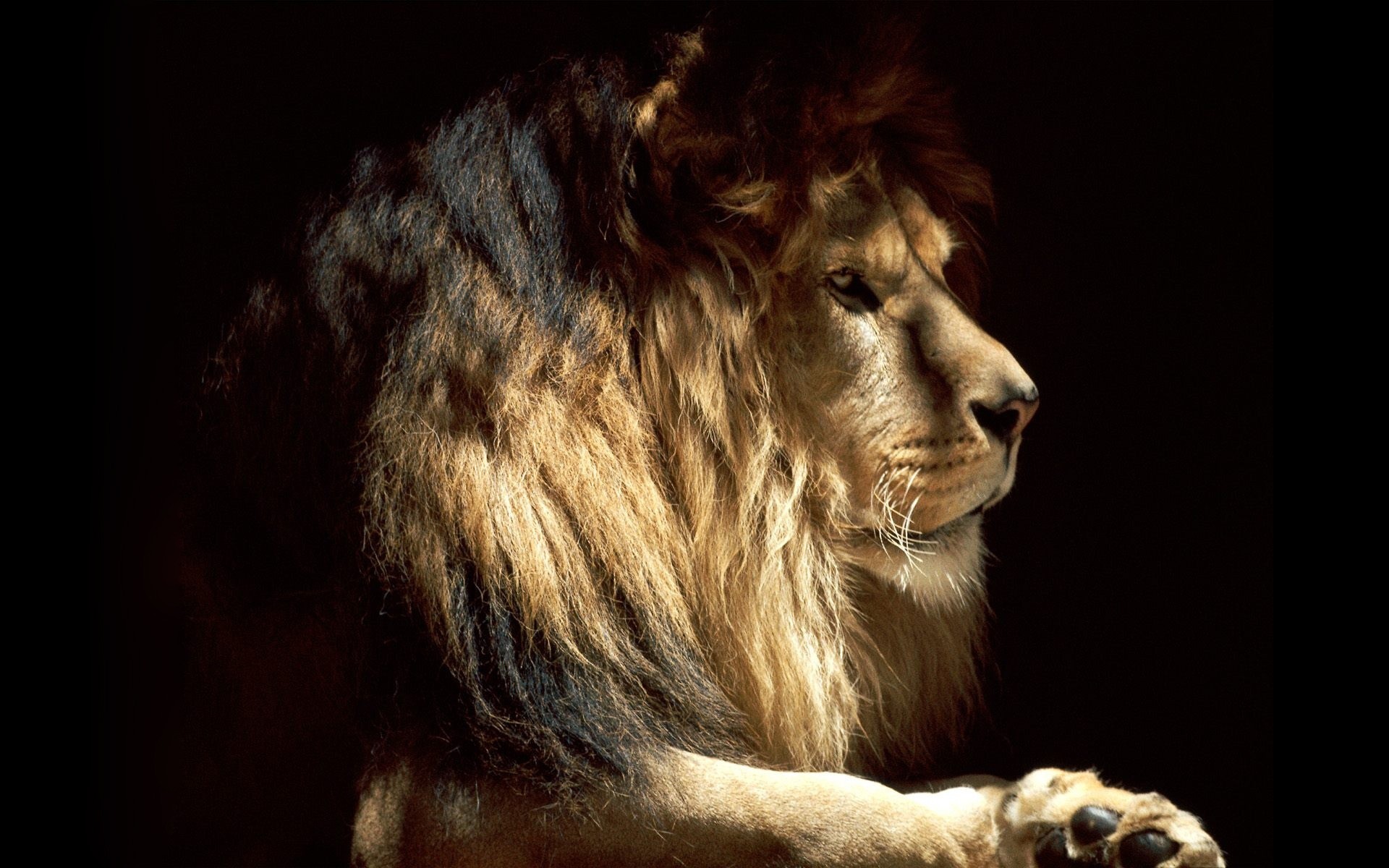 animaux portrait mammifère animal lion un zoo