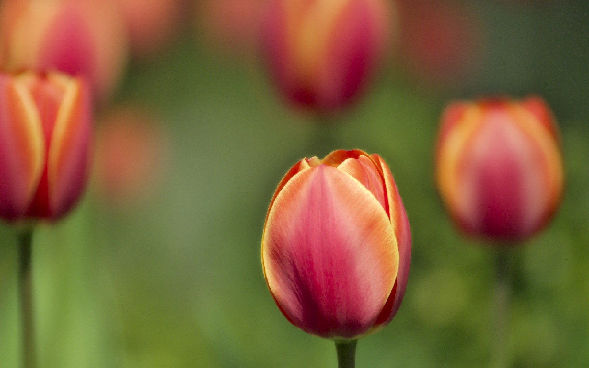 çiçekler doğa lale çiçek parlak yaz flora yaprak bahçe açık havada büyüme renk güzel hava petal çiçek