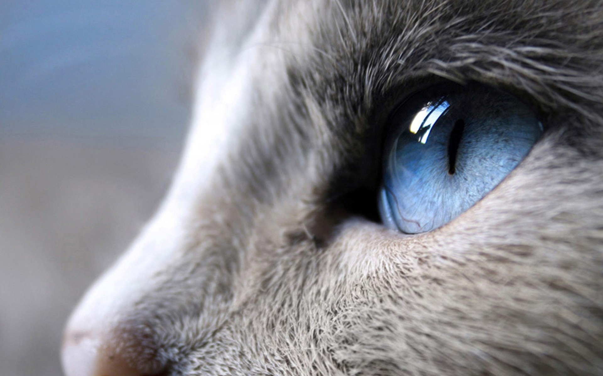 katzen tierwelt natur porträt auge tier säugetier fell zoo niedlich gesicht vogel