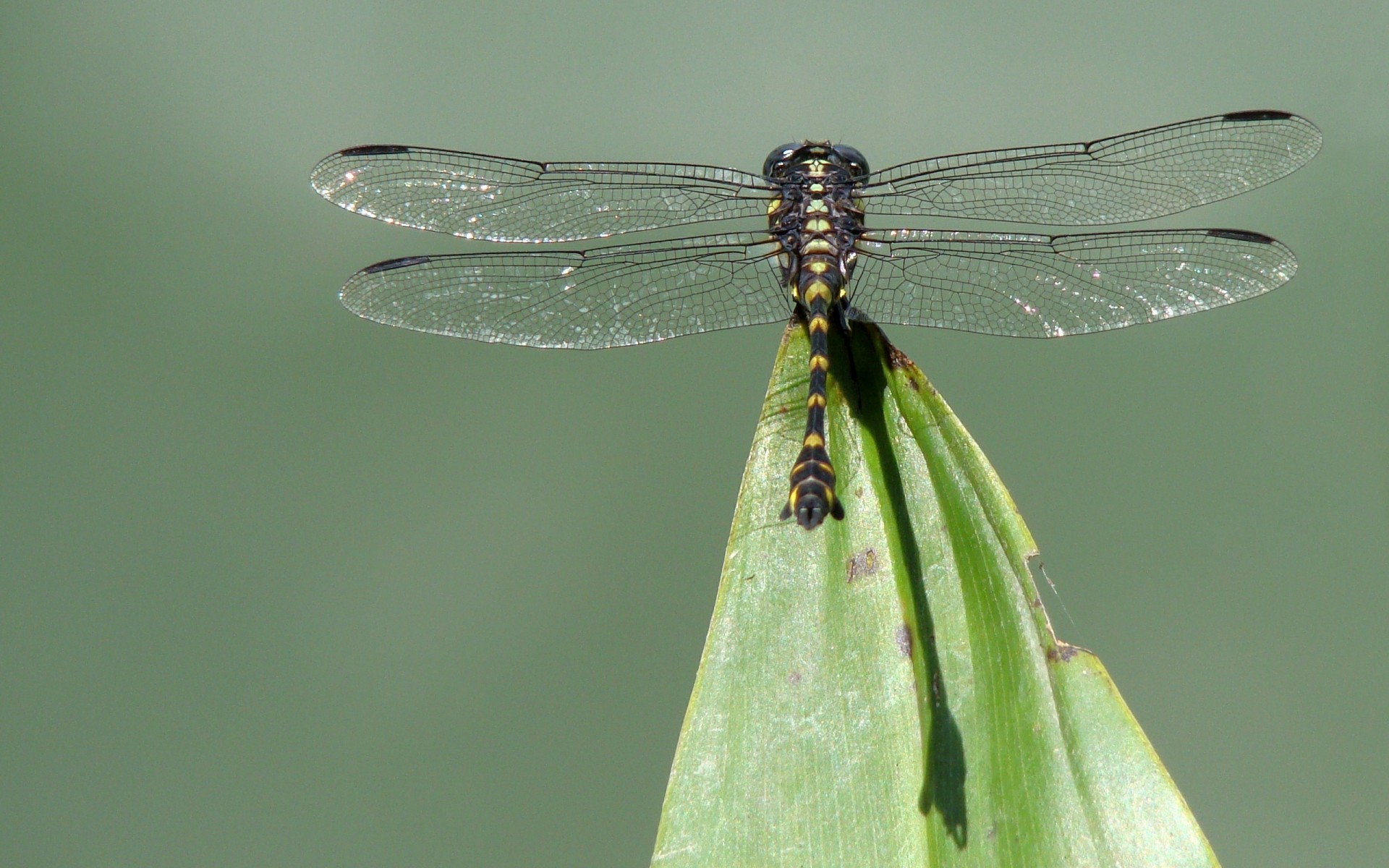 insectos libélula insecto damselfly naturaleza vida silvestre animal odonato volar hoja ala al aire libre invertebrados dragón jardín verano