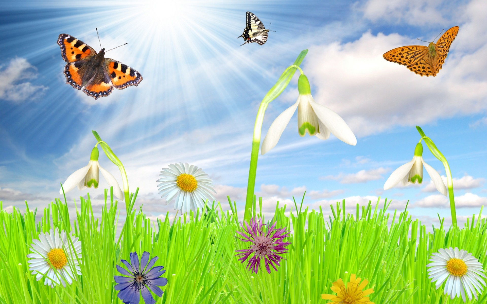 spring butterfly nature insect grass flower summer hayfield garden sun fair weather outdoors bright flora environment field color butterflies flowers