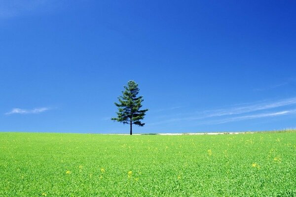 A lonely tree in the vast expanses