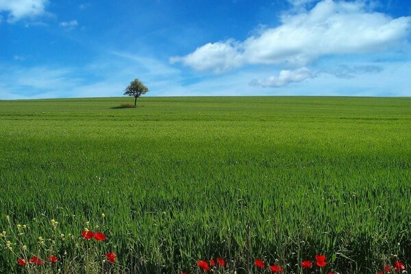 Été à la campagne