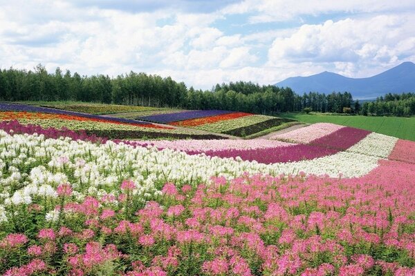 Rainbow landscape on a summer field