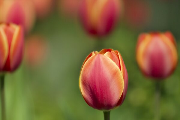 Tulipe. Fleurs vivantes comme symbole de beauté