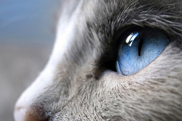 Blaues Auge der grauen Katze