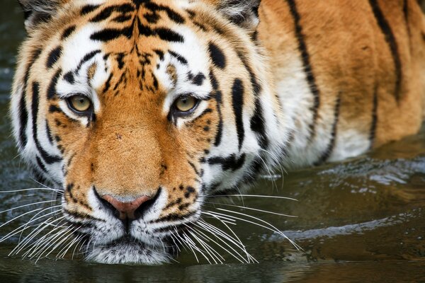 野生动物老虎在水中