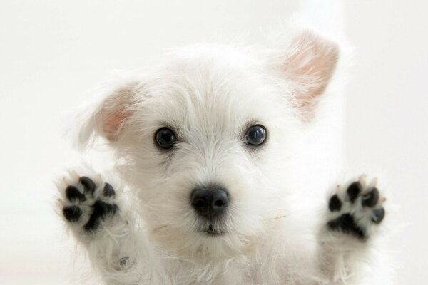 White puppy with black paws