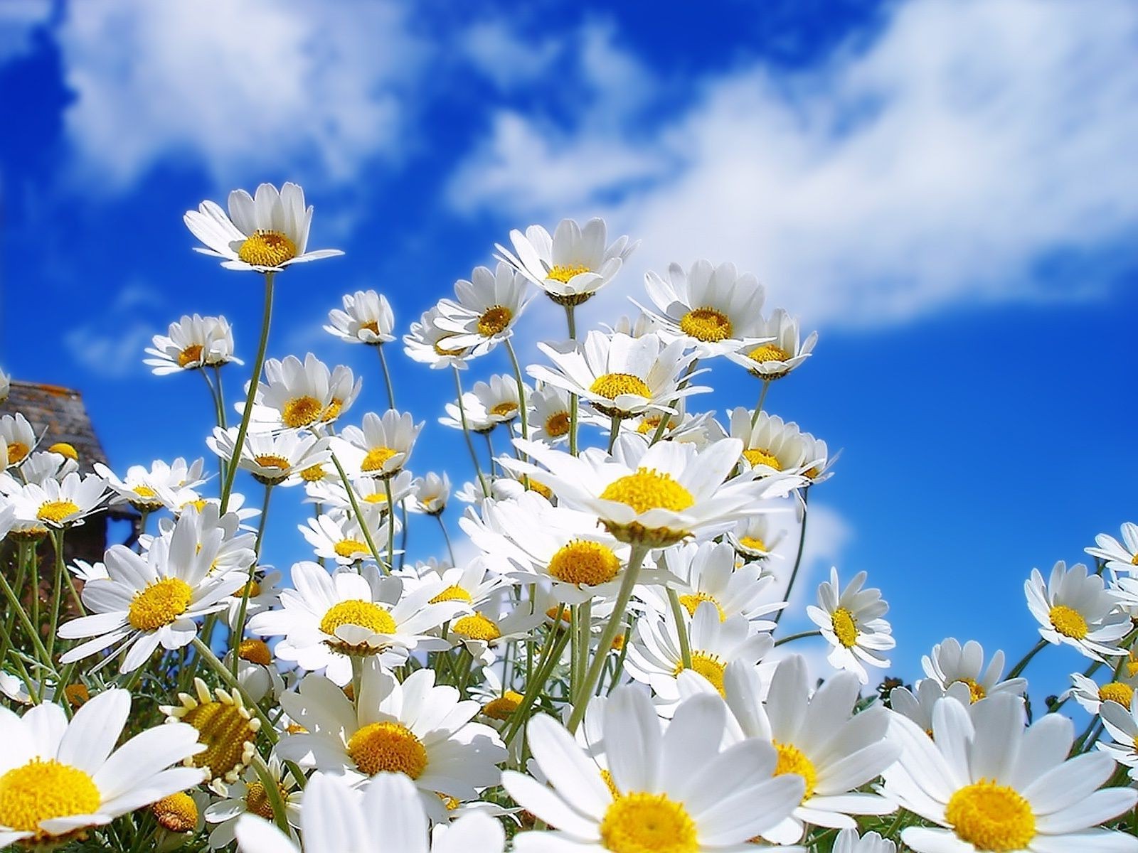 flowers nature summer flower chamomile flora fair weather bright sunny sun season field garden color floral growth petal leaf blooming hayfield