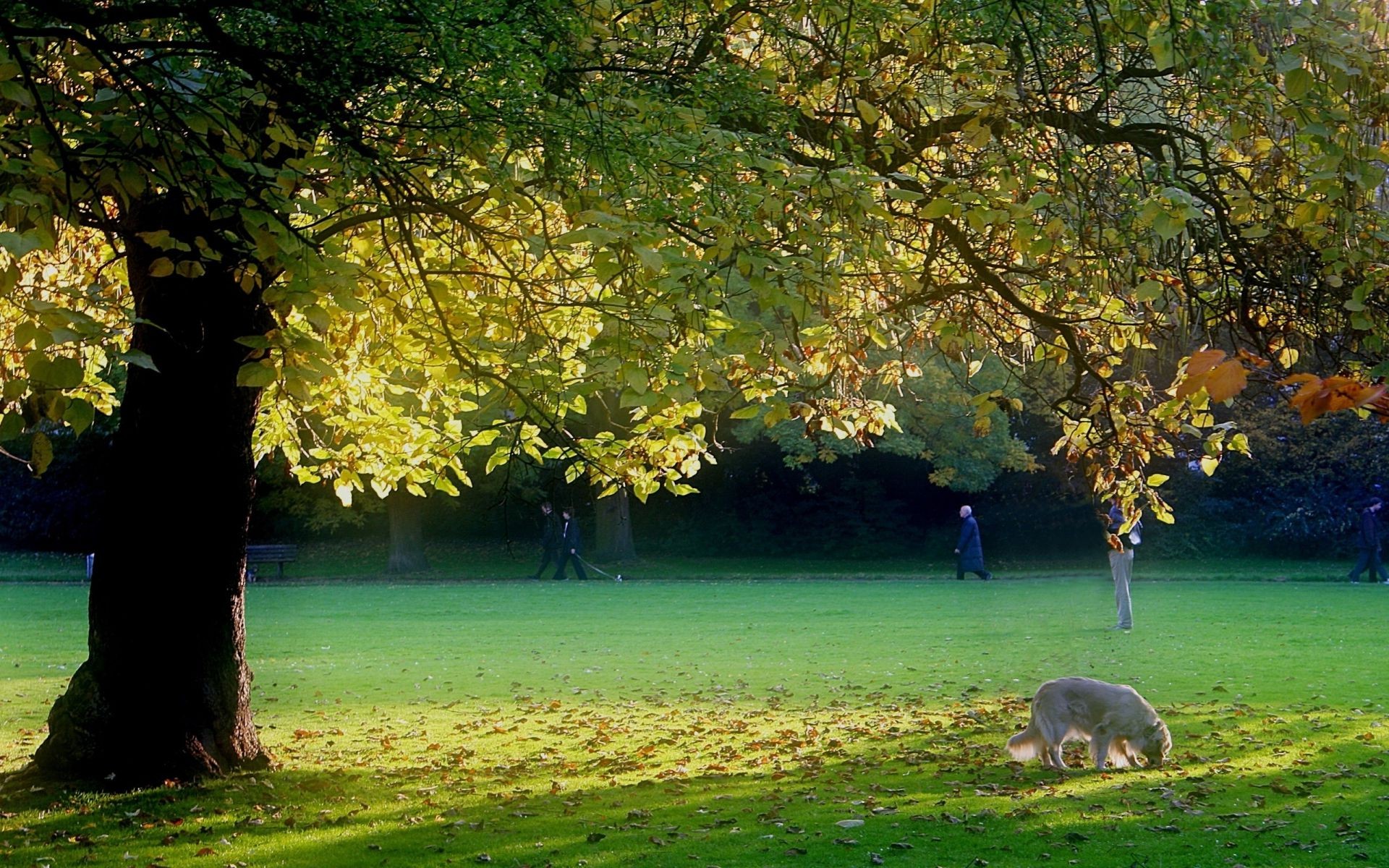 summer tree leaf fall landscape nature wood park dawn outdoors grass sun fair weather