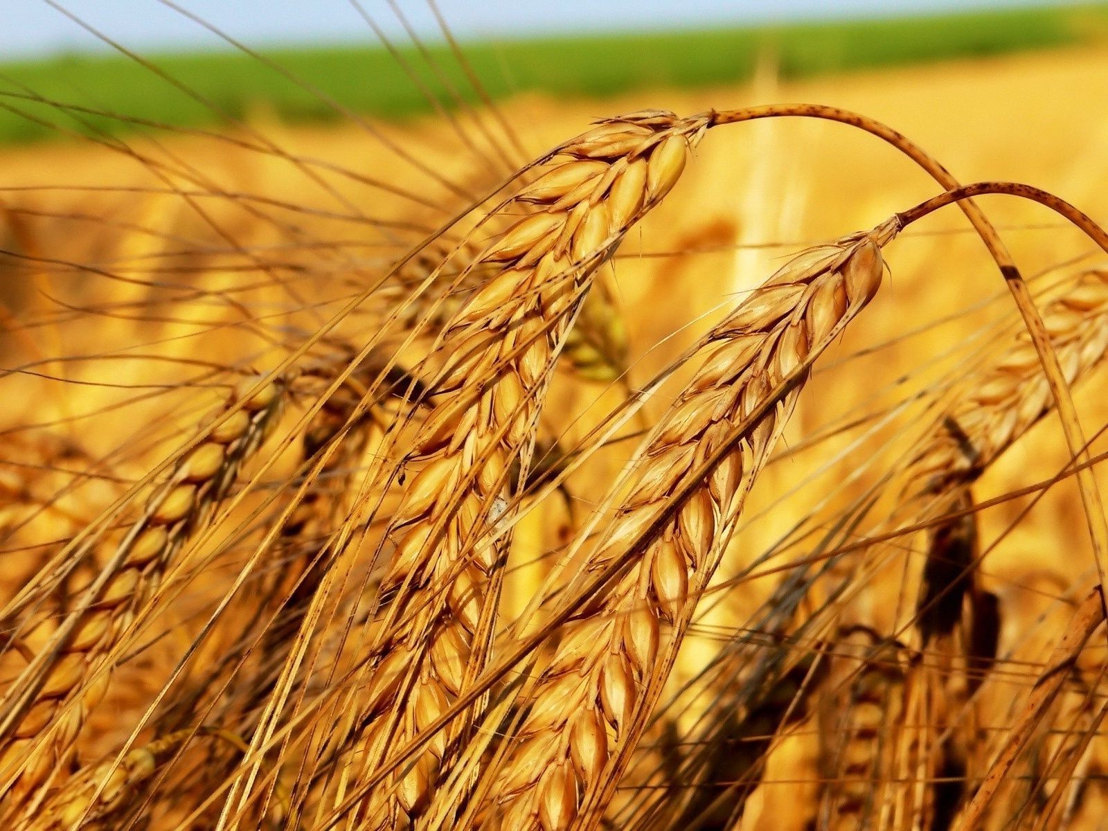 estate grano fiocchi paglia pane oro segale mais pascolo raccolto seme orzo rurale spike fattoria secco farina campo fieno carne