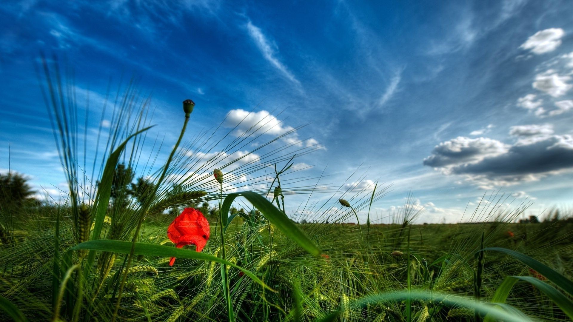 sommer gras feld heuernte natur himmel landschaft sonne des ländlichen raumes blume flora bauernhof gutes wetter landschaft wolke landwirtschaft im freien wachstum weide