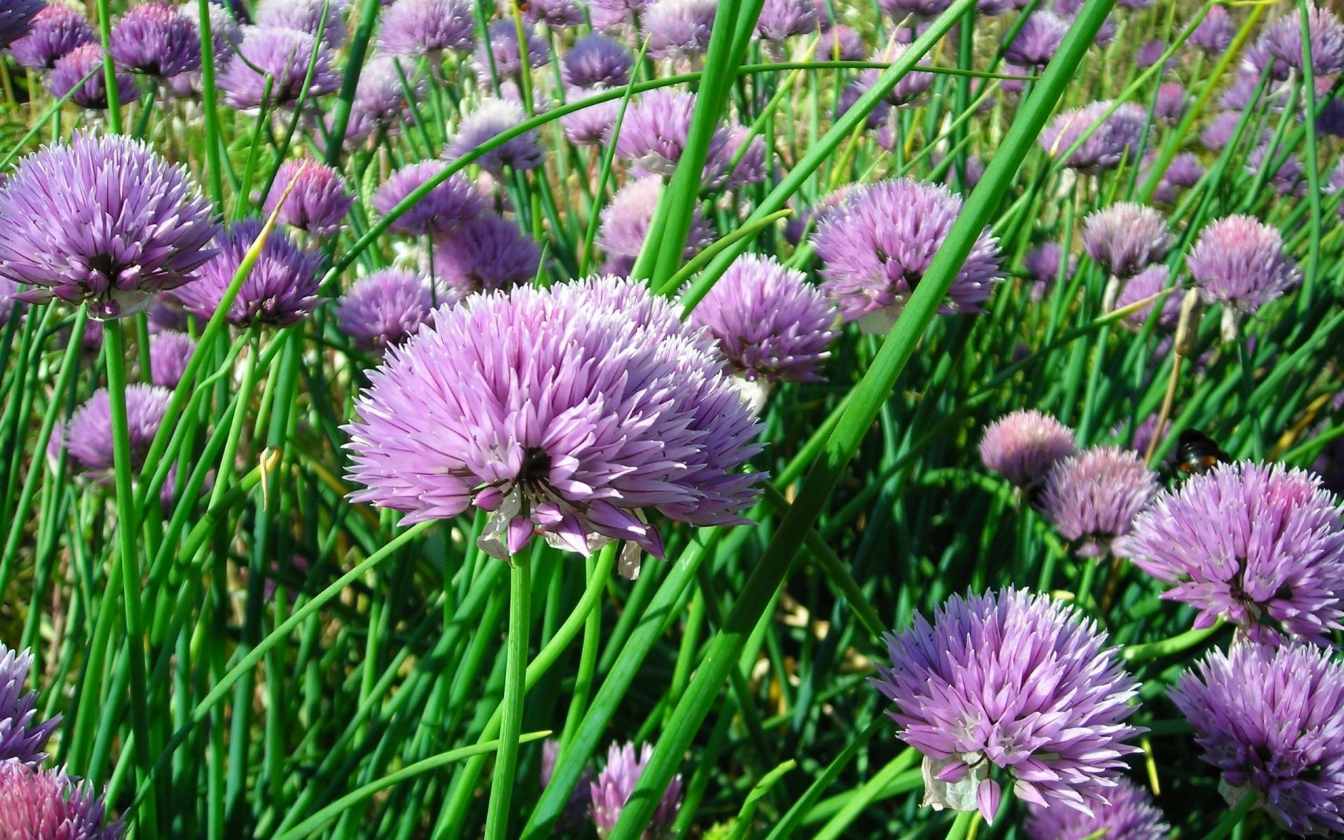 fleurs fleur flore nature champ foin jardin bluming été saison herbe lampe à l extérieur couleur croissance gros plan herbe feuille floral pétale