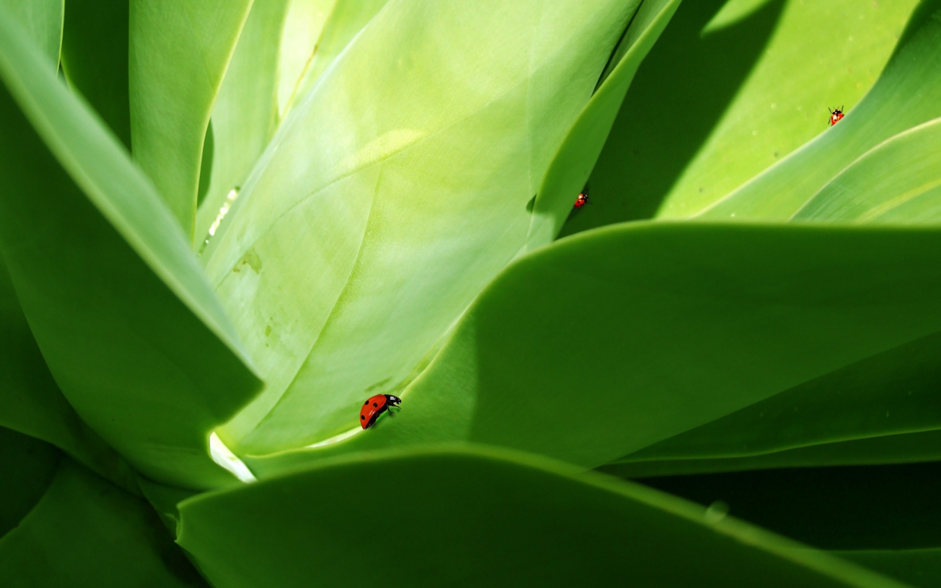 insects leaf rain flora growth nature dew garden drop environment ladybug leafs green