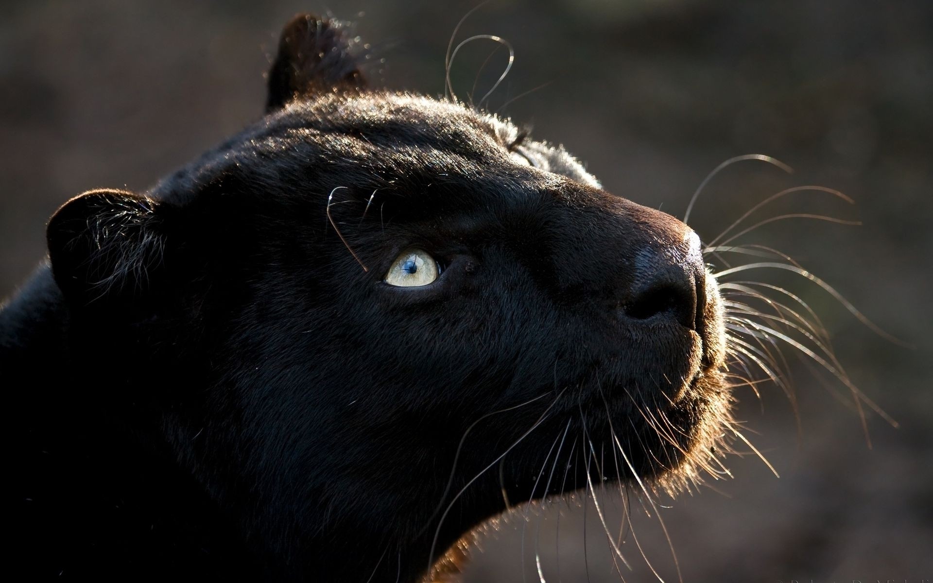 hayvanlar memeli yaban hayatı hayvan portre aslan doğa kedi hayvanat bahçesi kürk sevimli panter siyah jaguar