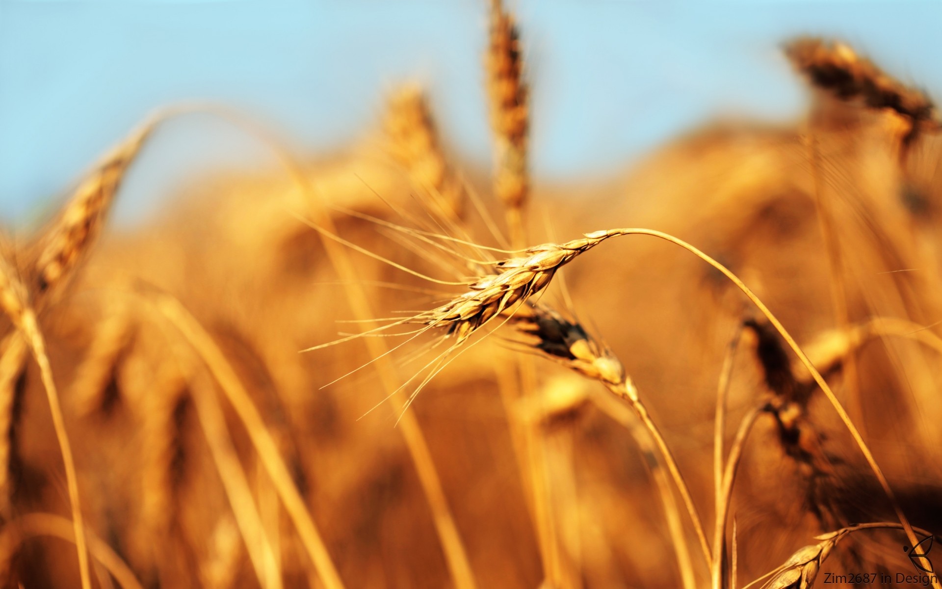 piante oro grano fiocchi paglia segale mais pascolo pane raccolto campo rurale seme fattoria spike sole campagna natura orzo agricoltura erba