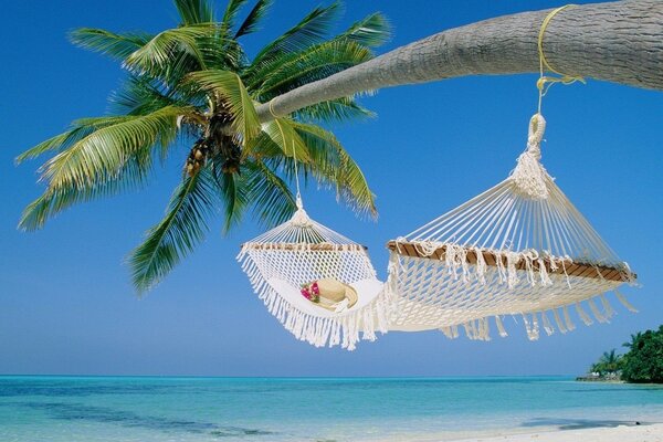 Hammock on an exotic palm tree above the sand