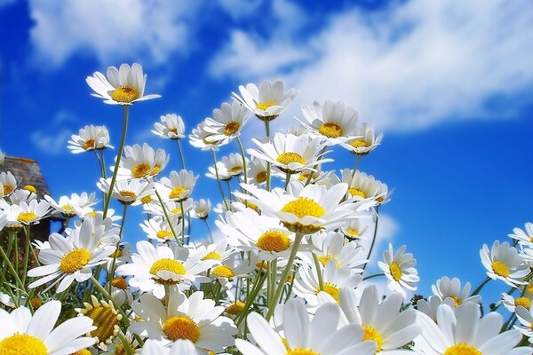 On the chamomile, tell a fortune for your beloved