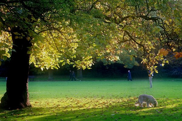 L automne commence, les feuilles s effritent