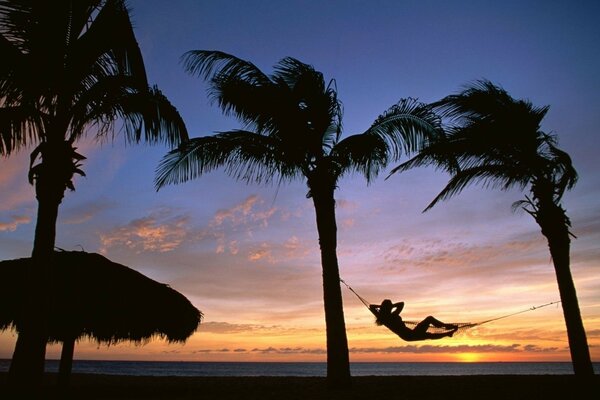 Dark silhouettes of tropical palm trees