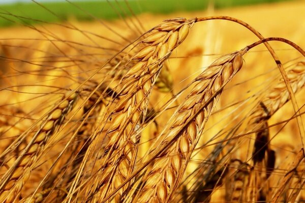 Golden ears of Russian life