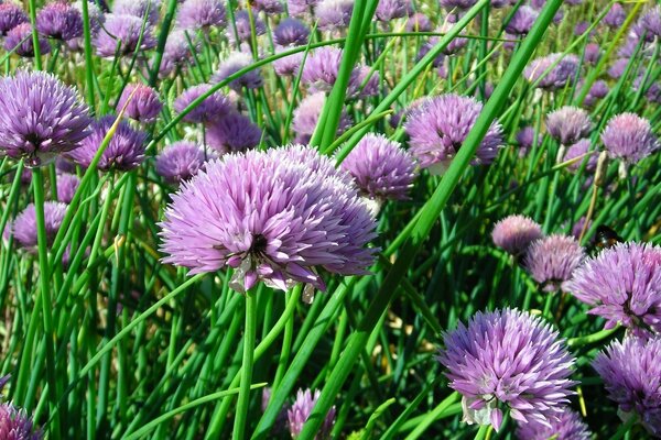 Blooming wildflowers. Lilac flowers in green grass