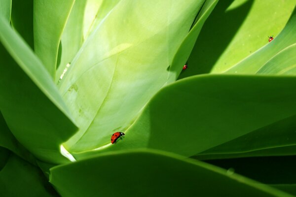 Coccinella insetto su una foglia