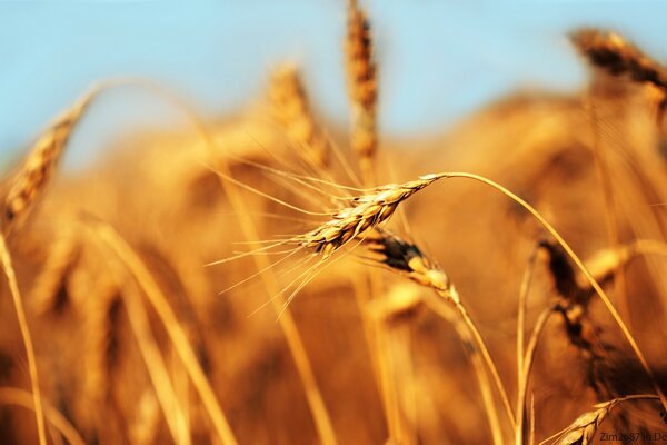 Spighe di grano all alba