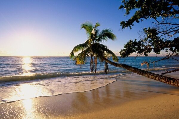 Plage tropicale avec vue sur le coucher du soleil