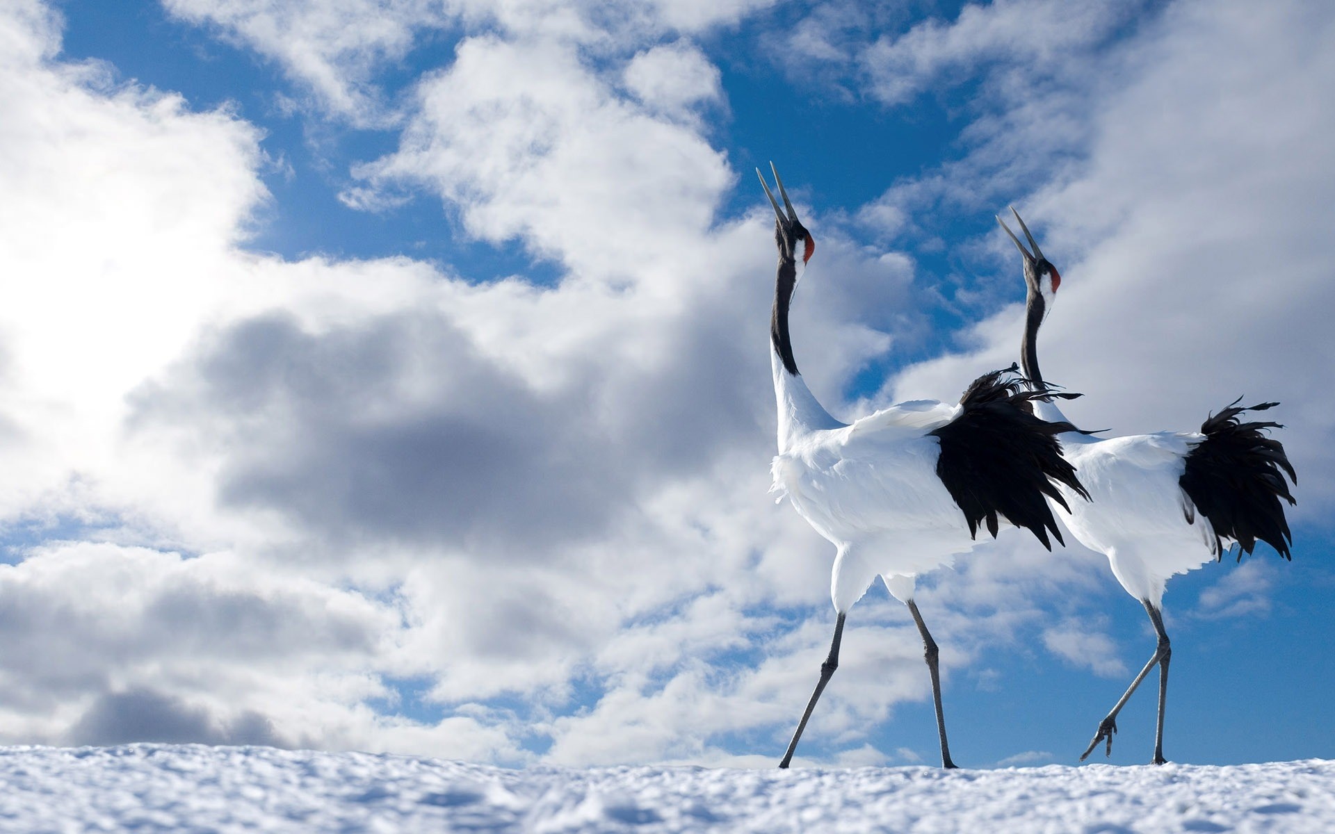 aves natureza céu pássaro ao ar livre verão voo paisagem