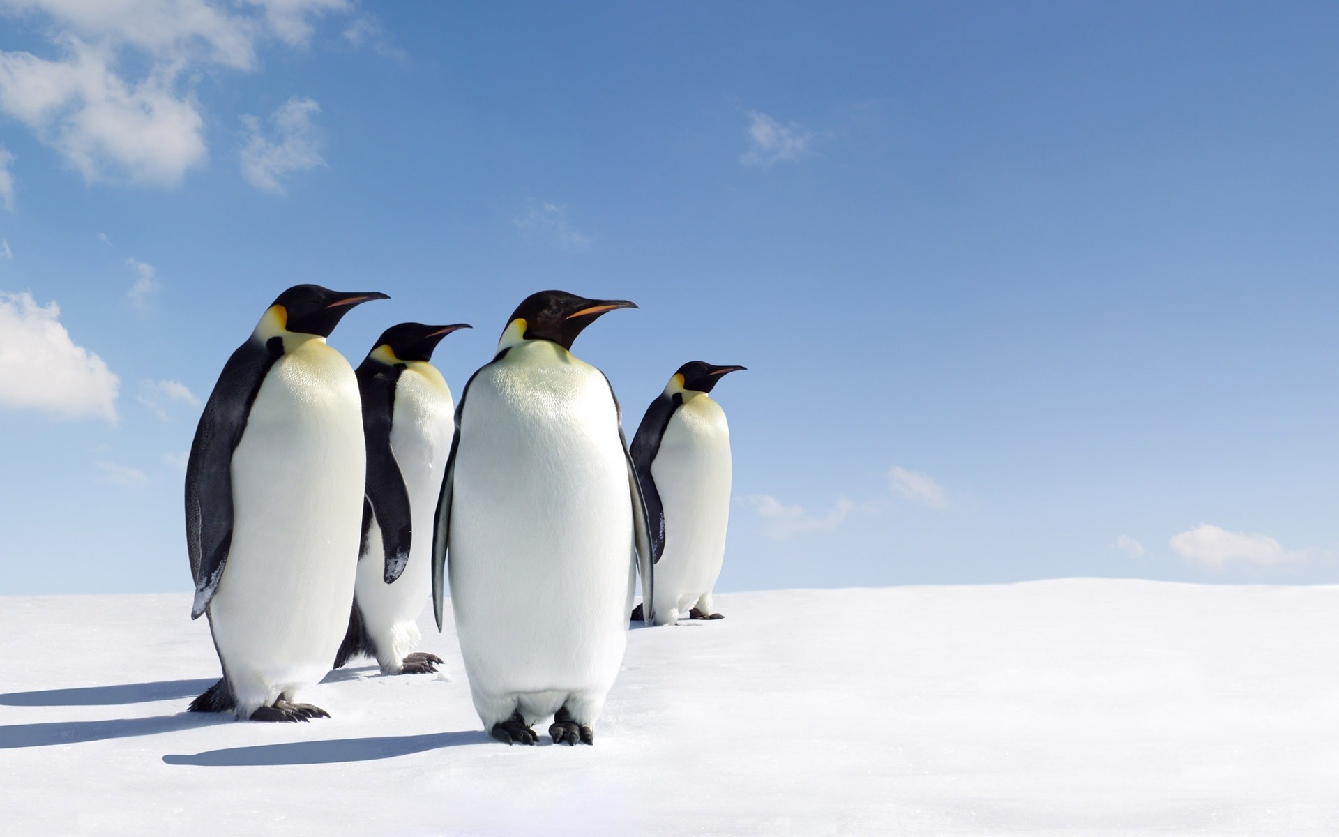 animaux neige givré oiseau hiver la faune glace froid pingouins nature en plein air