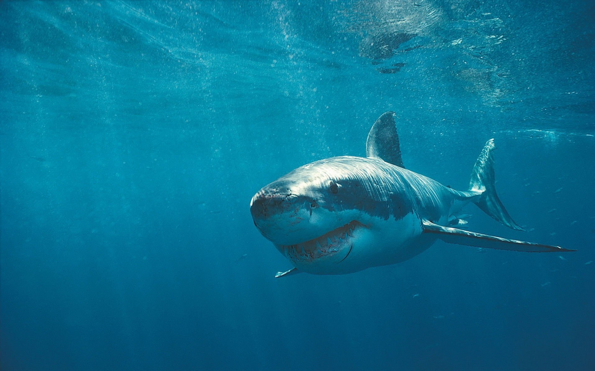 animales bajo el agua agua peces natación océano shark buceo mar