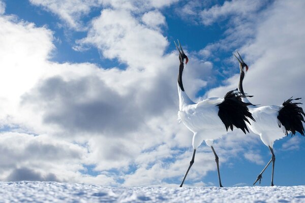 Pájaros majestuosos contra el cielo