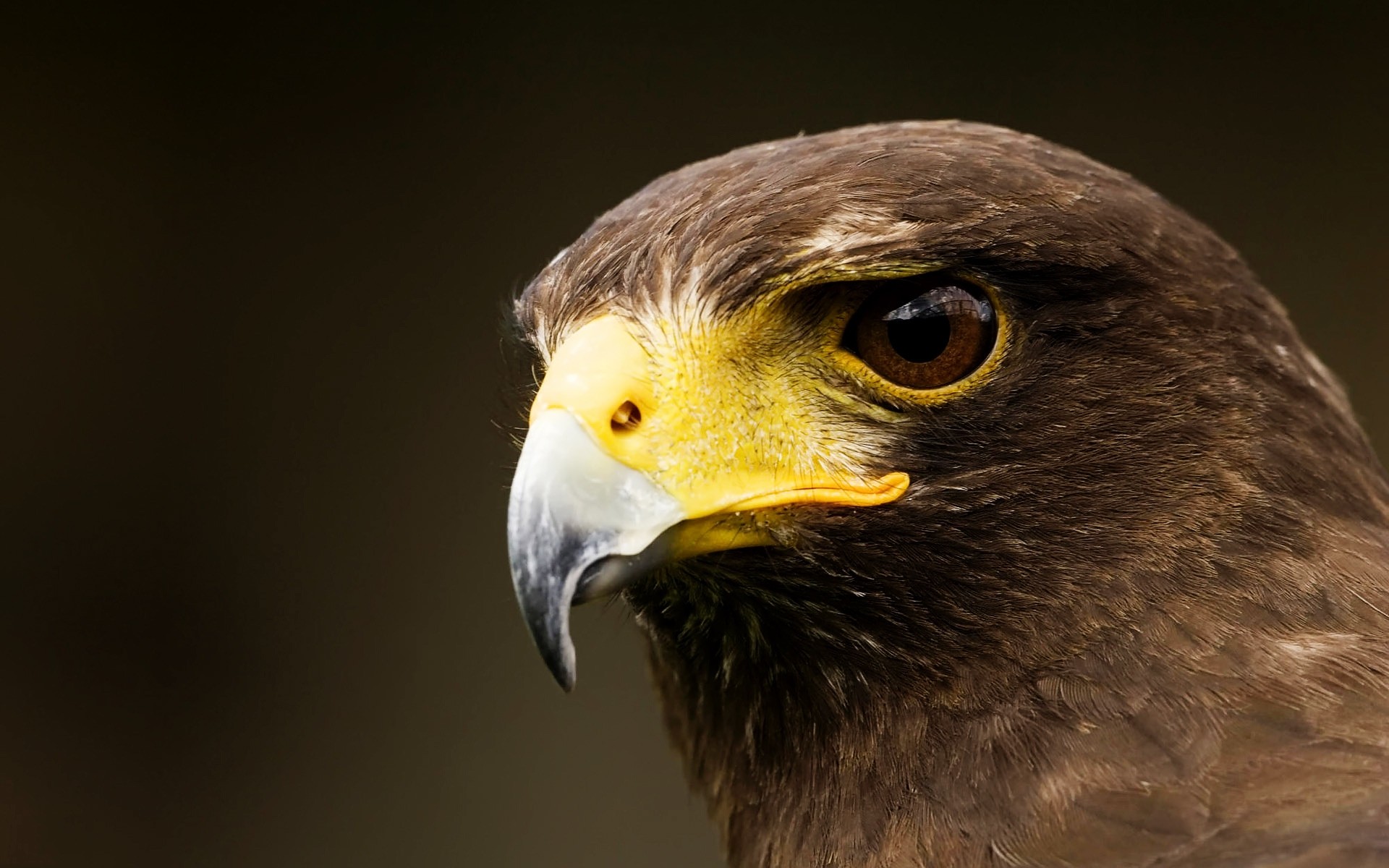 águia pássaro raptor vida selvagem presa falcão bico falcoaria águia de cabeça branca animal natureza olho falcão pena vôo