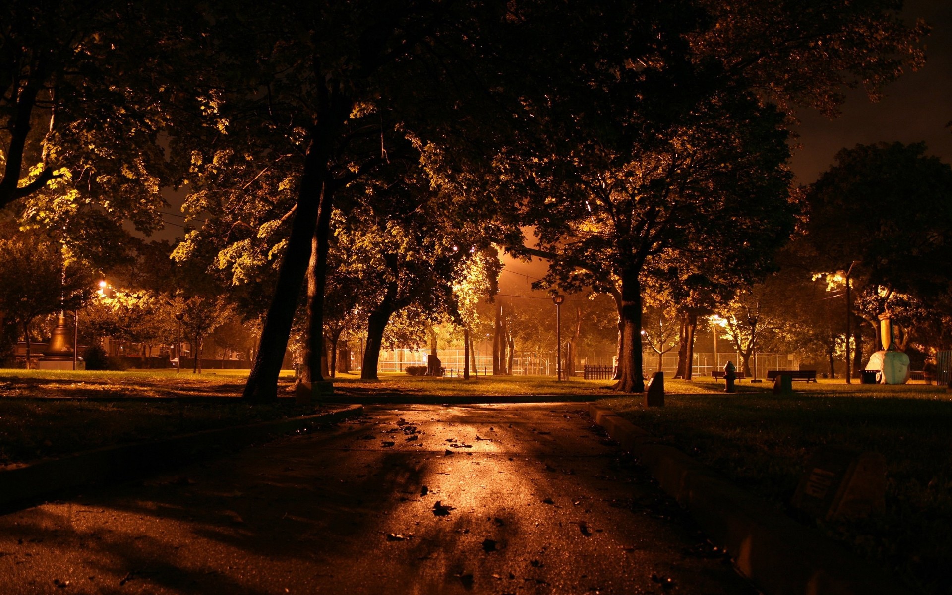 autumn tree light dawn street road fall fog landscape sunset dark mist winter